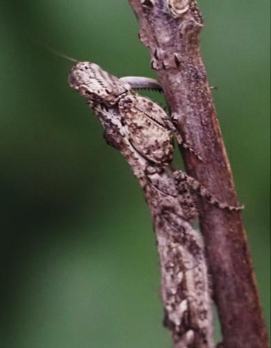 Tarachodes sp.